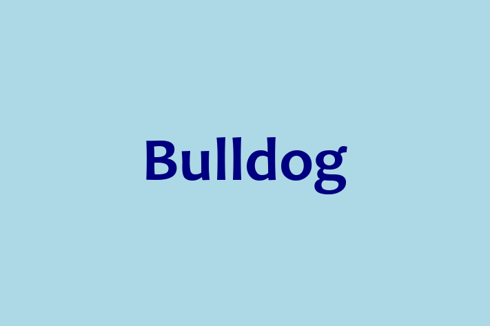 Bulldog Câine Disponibil Acum in Briceni