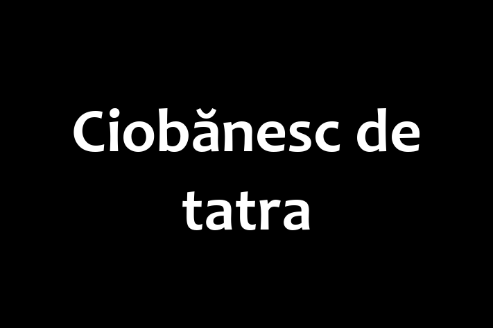 Al nostru Ciobănesc de tatra de 2 ani este perfect pentru familia ta! Sănătos, vaccinat și calm și iubitor. Preț: 400.00 Lei.
Contactează Calin la (0230) 381724.