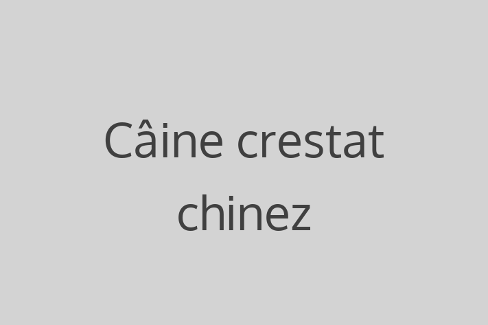 Cine Câine crestat chinez de Vnzare in Dondueni