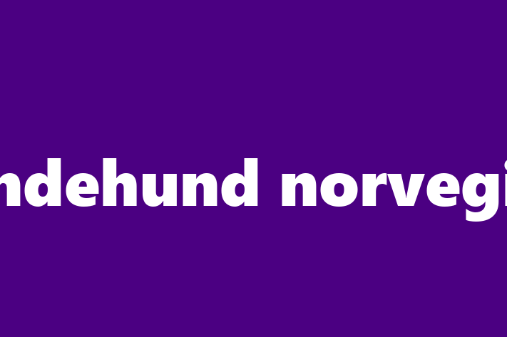 Lundehund norvegian Câine in Ialoveni Pregtit pentru o Nou Cas