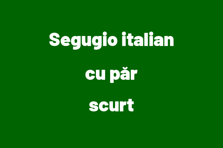 Descoper Noua Ta Segugio italian cu pr scurt Câine in Ocnia