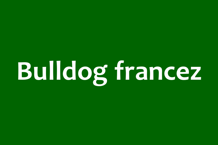 Bulldog francez Câine de Vnzare in Drochia