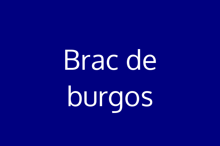 Întâlnește adorabilul nostru Brac de burgos de 3 ani! jucăuș și afectuos și la zi cu vaccinările. Preț: 2,900.00 Lei.
Contactează Costin la (061) 930 656 pentru mai multe detalii.