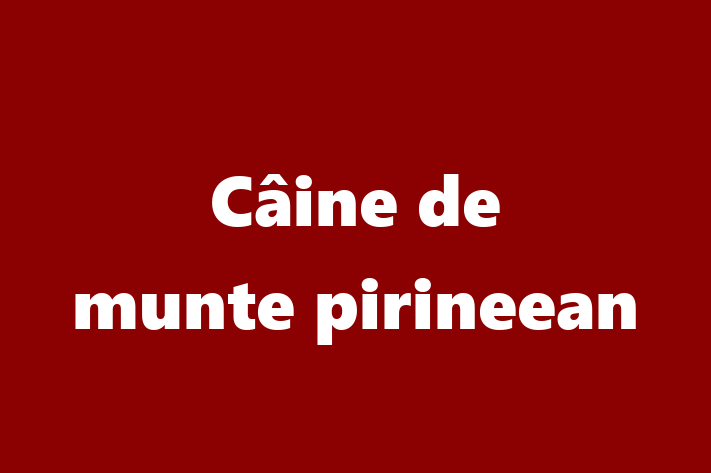 Cine de munte pirineean Câine Disponibil Acum in Glodeni