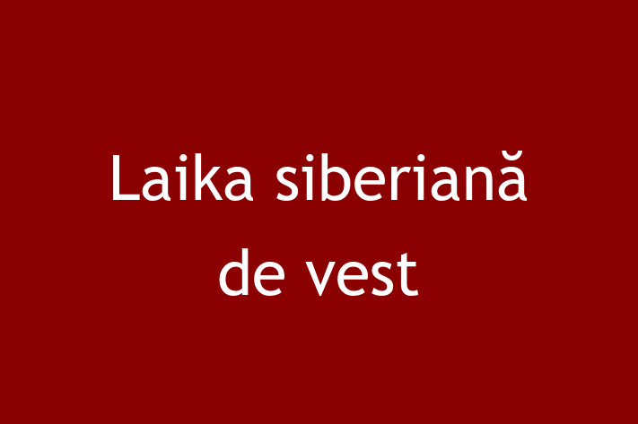 Pui de Laika siberian de vest Câine de Vnzare in Glodeni