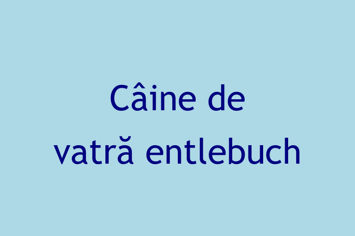 Întâlnește adorabilul nostru Câine de vatră entlebuch de 1 an! calm și iubitor și la zi cu vaccinările. Preț: 2,800.00 Lei.
Contactează Vasile la (069) 686 794 pentru mai multe detalii.