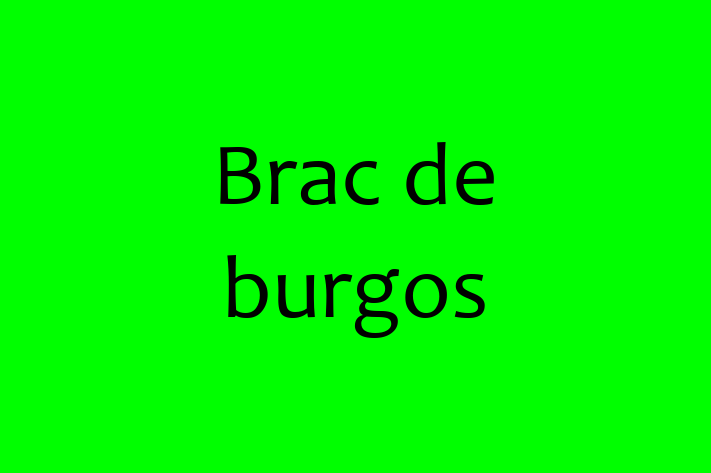 Adoptă acest Brac de burgos de 2 ani, un câine alert și activ. Vaccinat și sănătos. Preț: 2,350.00 Lei.
Contactează Florina la (021) 867075.