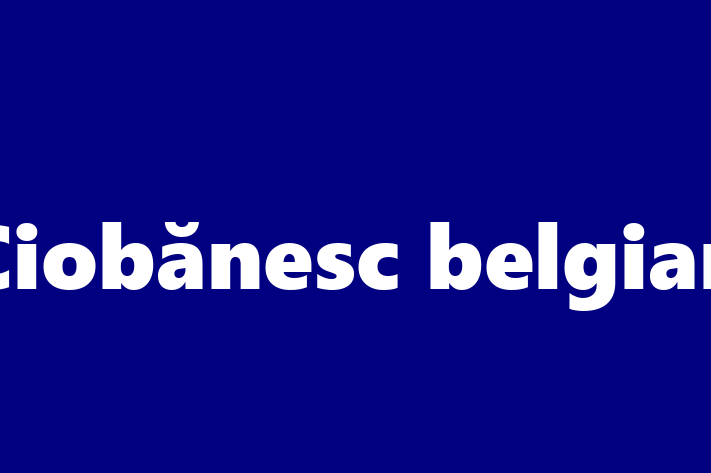 Ciobănesc belgian de 1 an caută o casă, Preț: 1,200.00 Lei. Contactează Ciprian la (021) 814596.