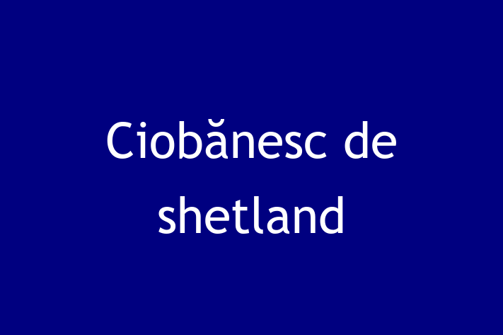 Superb Ciobnesc de shetland Câine de Vnzare in Orhei