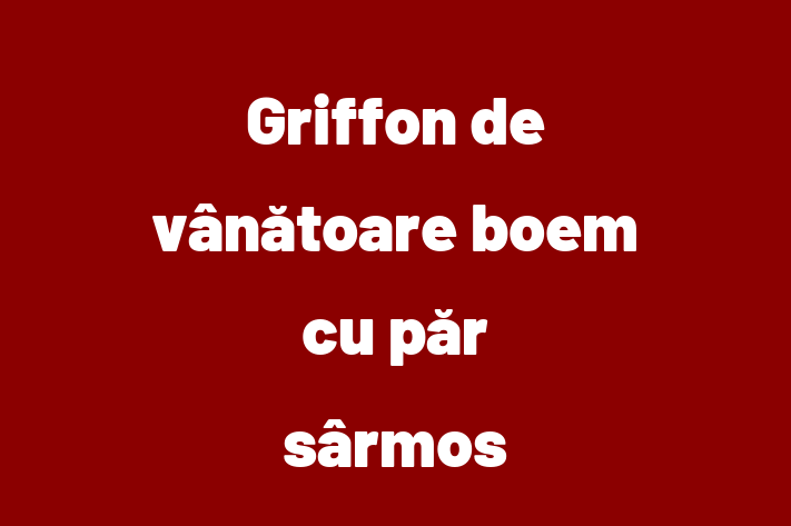 Adopta un Griffon de vntoare boem cu pr srmos Câine in oldneti