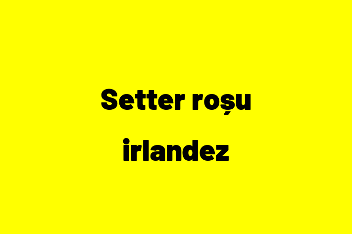 Al nostru Setter roșu irlandez de 1 lun este blând și prietenos și gata pentru o casă permanentă. Vine cu dosar medical și vaccinări. Preț: 2,950.00 Lei.
Contactează Radu la (060) 760 133 pentru a programa o întâlnire!