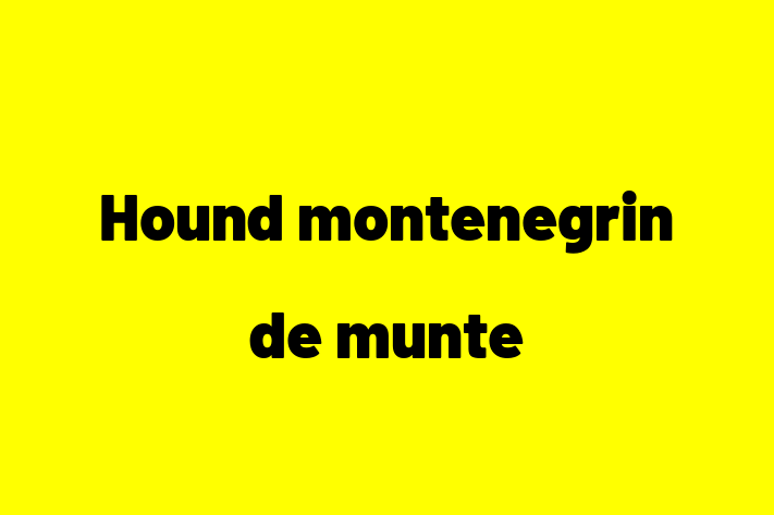 Adopta un Frumos Hound montenegrin de munte Câine in Edine