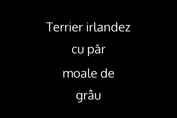 Adoptă acest Terrier irlandez cu păr moale de grâu de 1 an, un câine calm și iubitor. Vaccinat și sănătos. Preț: 2,700.00 Lei.
Contactează Laura la (078) 849 768.