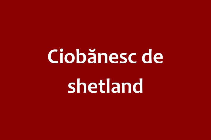 Cine Ciobnesc de shetland de Vnzare in Nisporeni