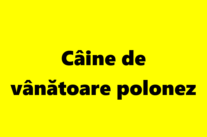 Un Nou Câine de vntoare polonez Câine te Ateapt in oldneti