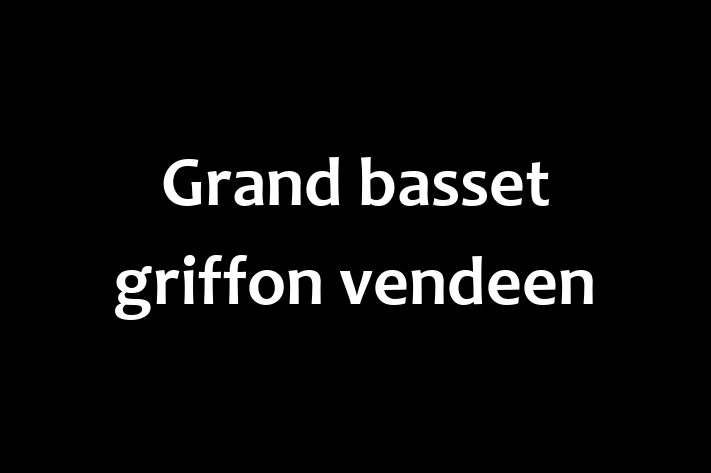 ntlnete Noua Ta Grand basset griffon vendeen Câine in oldneti