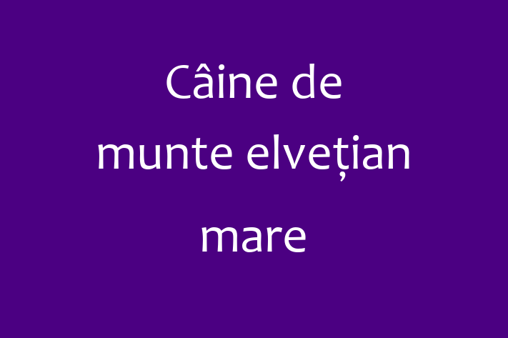 Adoptă acest Câine de munte elvețian mare de 1 an! loial și protector, vaccinat și în așteptarea unei noi familii. Preț: 650.00 Lei. Contactează Simona la (069) 571 680.