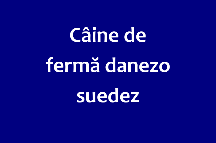 🌟 Întâlnește adorabilul nostru Câine de fermă danezo-suedez de 3 luni! Acest câine este jucăuș și afectuos și gata pentru o nouă familie. 📍 Locație: Telenești | 💵 Preț: 550.00 Lei
📞 Contactează Marius la (067) 742 656 pentru a programa o vizită!