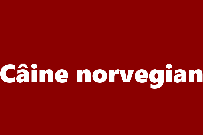 Acest Câine norvegian de 7 luni este jucăuș și afectuos și în așteptarea unei familii iubitoare! La zi cu toate vaccinările. Preț: 1,650.00 Lei.
Contactează Vlad la (061) 443 680.