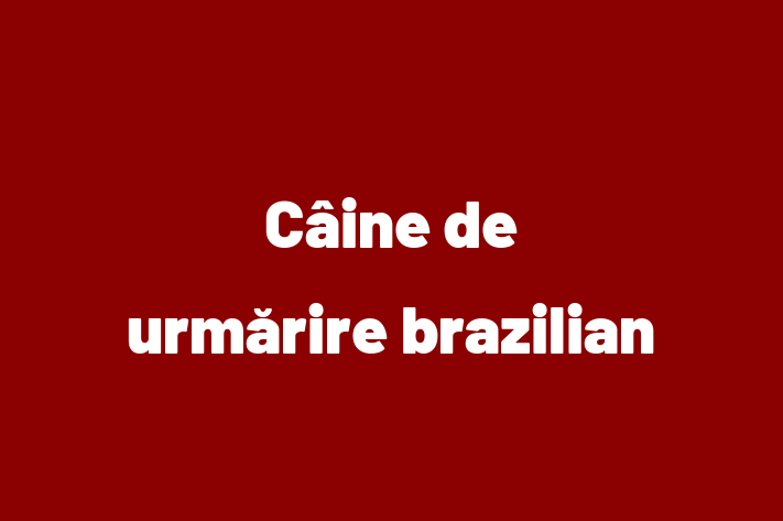 Cine de urmrire brazilian Câine de Adopie in Dubasari