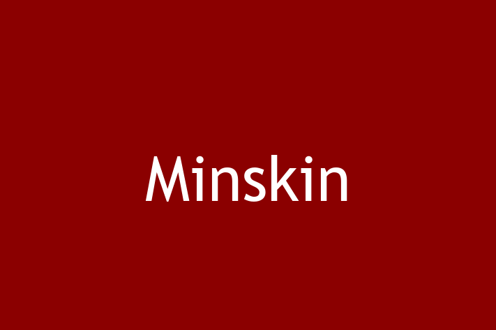 Minskin de 1 an caută o casă, Preț: 1,550.00 Lei. Contactează Ilie la (063) 505 241.