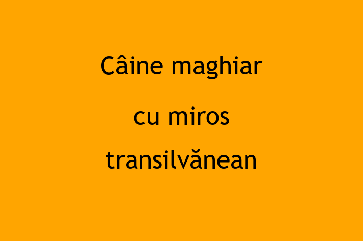 🌟 Întâlnește adorabilul nostru Câine maghiar cu miros transilvănean de 2 luni! Acest câine este calm și iubitor și gata pentru o nouă familie. 📍 Locație: Dubasari | 💵 Preț: 900.00 Lei
📞 Contactează Sebastian la (021) 133775 pentru a programa o vizită!