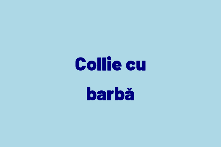 Collie cu barb Câine in Chiinu Pregtit pentru o Nou Cas