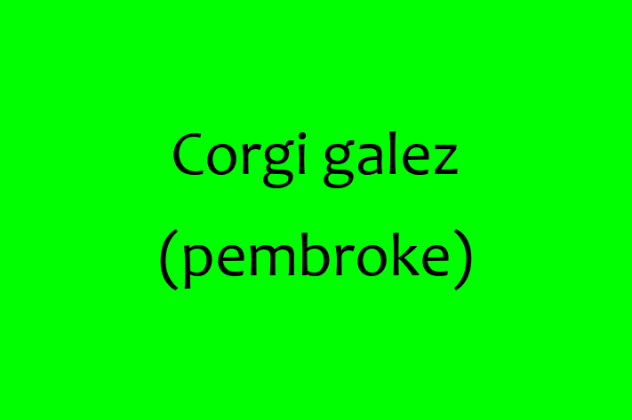 Corgi galez pembroke de Vnzare in Sngerei