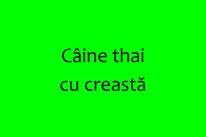 Adopta un Câine Cine thai cu creast Disponibil in Hnceti