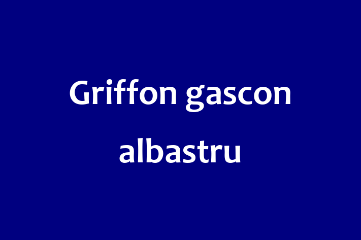 Griffon gascon albastru Câine de Vnzare in Anenii Noi