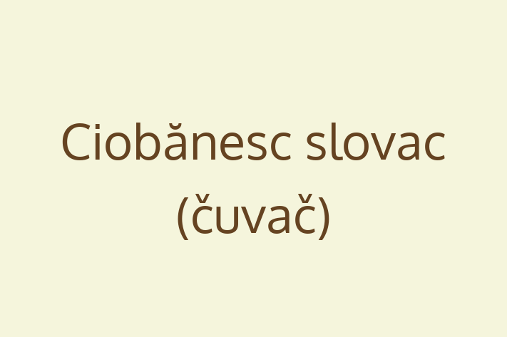 Întâlnește adorabilul nostru Ciobănesc slovac (čuvač) de 5 luni! loial și protector și la zi cu vaccinările. Preț: 1,750.00 Lei.
Contactează Ionela la (067) 313 755 pentru mai multe detalii.