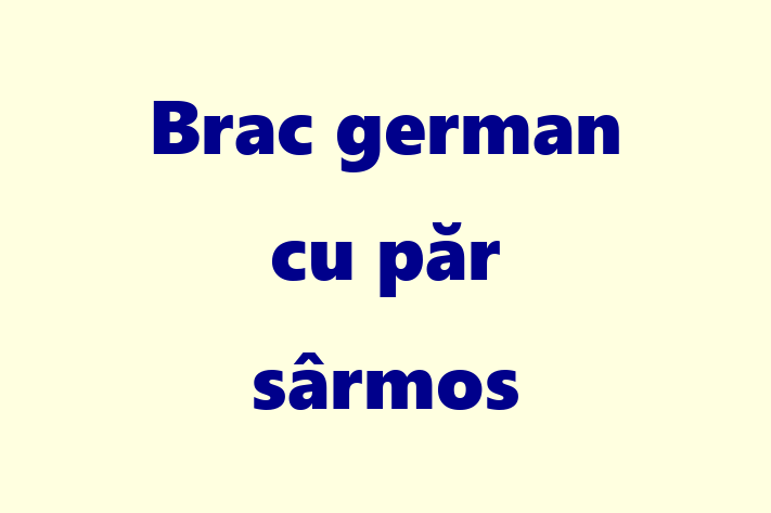 Un Nou Brac german cu pr srmos Câine te Ateapt in Cueni