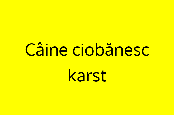 Descoper Noua Ta Câine ciobnesc karst Câine in oldneti