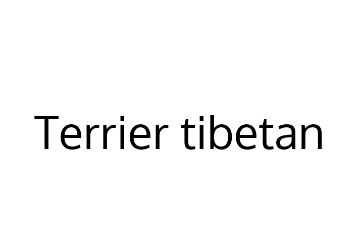 Acest Terrier tibetan de 2 ani este energic și amuzant și în așteptarea unei familii iubitoare! La zi cu toate vaccinările. Preț: 2,850.00 Lei.
Contactează Gabriela la (068) 582 585.