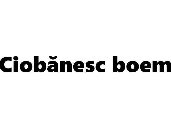 Al nostru Ciobănesc boem de 2 luni este energic și amuzant și gata pentru o casă permanentă. Vine cu dosar medical și vaccinări. Preț: 2,900.00 Lei.
Contactează Aurel la (063) 164 210 pentru a programa o întâlnire!