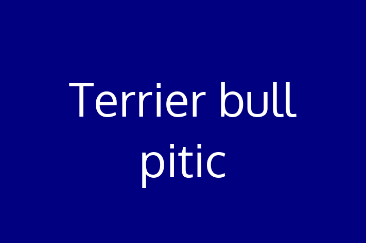 Cine Terrier bull pitic de Vnzare in Comrat