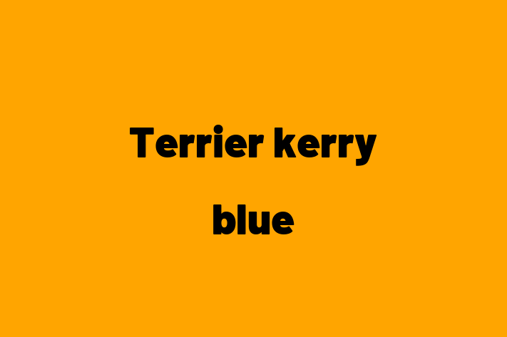 Adopta un Terrier kerry blue Câine Prietenos in Teleneti