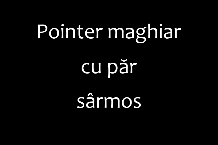 Acest Pointer maghiar cu păr sârmos de 1 an este gata să aducă bucurie familiei tale. Sănătos, vaccinat și socializat. Nu rata această ocazie!
Preț: 2,900.00 Lei. Contactează Valentina la (069) 931 929.