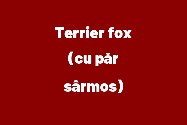 Adopta un Frumos Terrier fox cu pr srmos Câine in oldneti