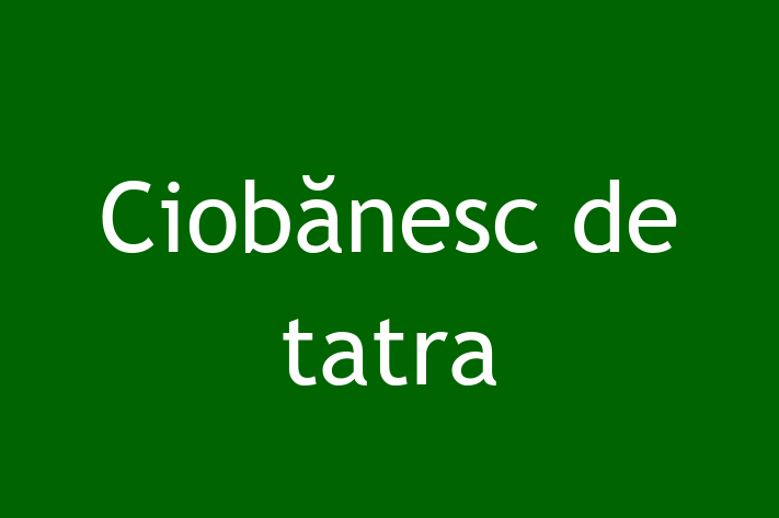 Ciobănesc de tatra de 1 an caută o casă, Preț: 3,000.00 Lei. Contactează Daniela la (021) 857281.