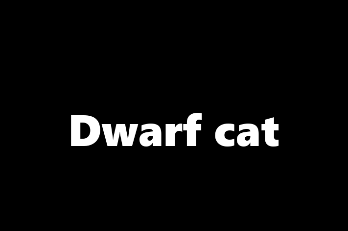 Adopta un Dwarf cat Pisica in Criuleni