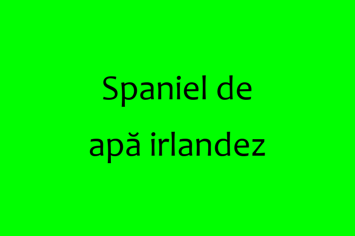 Acest Spaniel de apă irlandez de 5 luni este gata să aducă bucurie familiei tale. Sănătos, vaccinat și socializat. Nu rata această ocazie!
Preț: 1,300.00 Lei. Contactează Lidia la (021) 457414.