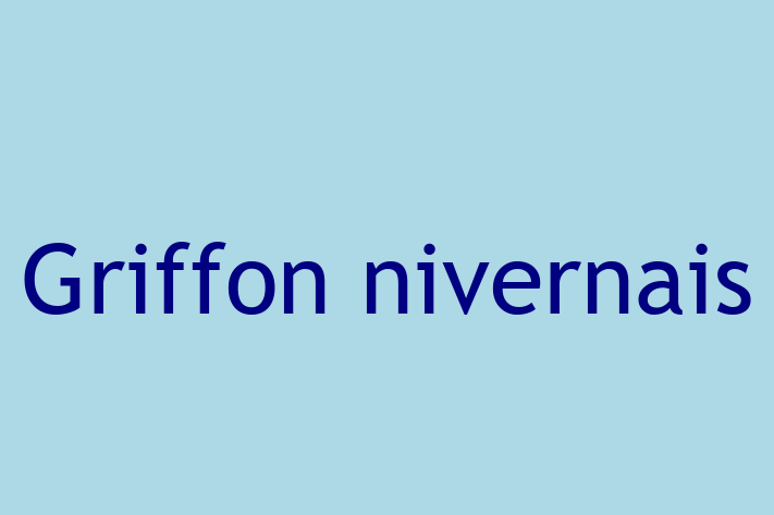 Griffon nivernais Câine Disponibil Acum in Cantemir