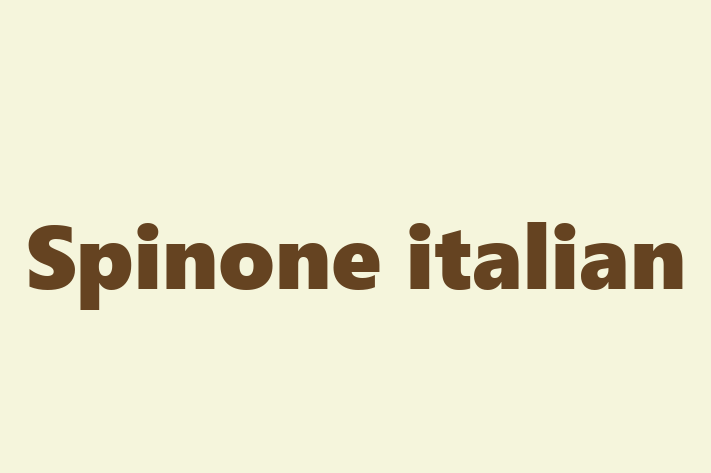 Puii noștri de Spinone italian de 2 ani sunt în așteptarea unei case iubitoare! Acești câine sunt jucăuș și afectuos și gata să facă parte din familia ta.
Preț: 1,950.00 Lei. Contactează Anastasia la (060) 628 425.