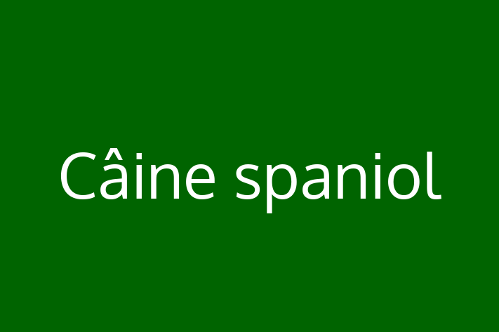 Acest Câine spaniol este loial și protector și gata să se mute într-o nouă casă! Este sănătos și la zi cu toate vaccinările. Contactează Florina la (061) 834 395 pentru preț și mai multe detalii.