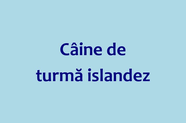 Acest câine de 9 luni este calm și iubitor și disponibil pentru adopție. Prețul este de 1,900.00 Lei, iar toate vaccinările sunt la zi.
Contactează Costin la (062) 481 127 pentru mai multe informații.