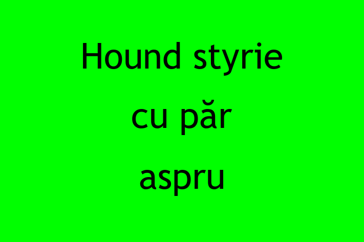 Acest Hound styrie cu păr aspru este jucăuș și afectuos și gata să se mute într-o nouă casă! Este sănătos și la zi cu toate vaccinările. Contactează Emil la (067) 648 978 pentru preț și mai multe detalii.