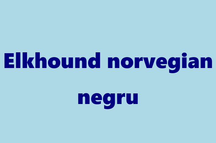 Adoptă acest Elkhound norvegian negru adorabil de 2 ani astăzi! loial și protector, sănătos și complet vaccinat. Disponibil acum pentru 2,000.00 Lei.
Contactează Gabriela la (0263) 446188 pentru mai multe detalii!