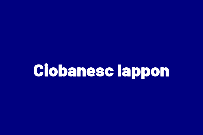 Ciobanesc lappon Câine Disponibil Acum in Tiraspol