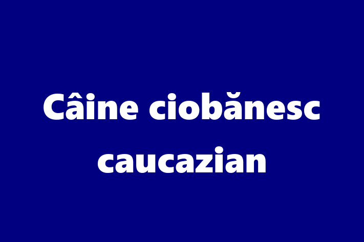 ntlnete Noua Ta Câine ciobnesc caucazian Câine in Floreti